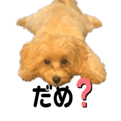 かわいい犬のすたんぷ Lineスタンプ Mchan