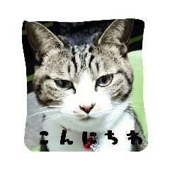 ねこのしずくさん Lineスタンプ みつえさん