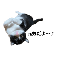 はちわれねこ その2 Lineスタンプ Taki