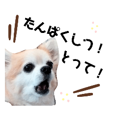 ちこまと からだづくり Lineスタンプ Manami