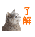 飛び出す！ハイテンションにゃんこリメイク（個別スタンプ：1）