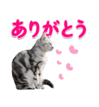 飛び出す！ハイテンションにゃんこリメイク（個別スタンプ：2）