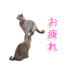 飛び出す！ハイテンションにゃんこリメイク（個別スタンプ：3）