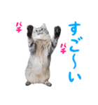 飛び出す！ハイテンションにゃんこリメイク（個別スタンプ：7）