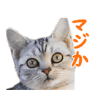 飛び出す！ハイテンションにゃんこリメイク（個別スタンプ：8）