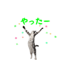 飛び出す！ハイテンションにゃんこリメイク（個別スタンプ：11）