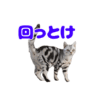 飛び出す！ハイテンションにゃんこリメイク（個別スタンプ：13）
