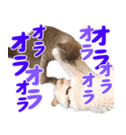 飛び出す！ハイテンションにゃんこリメイク（個別スタンプ：15）