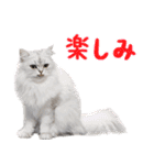 飛び出す！ハイテンションにゃんこリメイク（個別スタンプ：17）