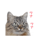 飛び出す！ハイテンションにゃんこリメイク（個別スタンプ：18）