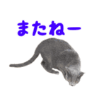 飛び出す！ハイテンションにゃんこリメイク（個別スタンプ：23）