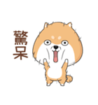 ぷにぷにシバちゃん-日常生活編(中国語版)（個別スタンプ：30）