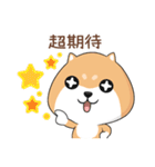 ぷにぷにシバちゃん-日常生活編(中国語版)（個別スタンプ：37）
