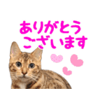 飛び出すハイテンションにゃんこリメイク2（個別スタンプ：2）