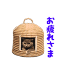 飛び出すハイテンションにゃんこリメイク2（個別スタンプ：3）