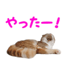 飛び出すハイテンションにゃんこリメイク2（個別スタンプ：7）