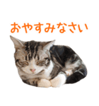 飛び出すハイテンションにゃんこリメイク2（個別スタンプ：8）