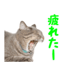 飛び出すハイテンションにゃんこリメイク2（個別スタンプ：12）
