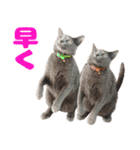 飛び出すハイテンションにゃんこリメイク2（個別スタンプ：13）