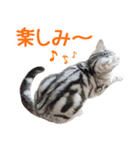 飛び出すハイテンションにゃんこリメイク2（個別スタンプ：14）