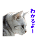 飛び出すハイテンションにゃんこリメイク2（個別スタンプ：15）