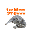 飛び出すハイテンションにゃんこリメイク2（個別スタンプ：20）