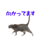 飛び出すハイテンションにゃんこリメイク2（個別スタンプ：22）
