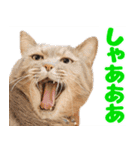 飛び出すハイテンションにゃんこリメイク2（個別スタンプ：23）