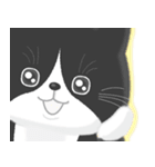 ハチワレ猫こてつ（個別スタンプ：23）