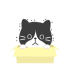 ハチワレ猫こてつ（個別スタンプ：34）