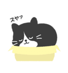 ハチワレ猫こてつ（個別スタンプ：35）