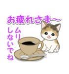 毎日優しいもこもこ猫ちゃんズ（個別スタンプ：7）