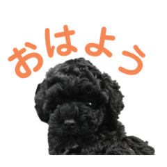 トイプードル 白黒 日常会話 Lineスタンプ 里莉 トイプードル 白黒 日常会話 Lineスタンプ 里莉