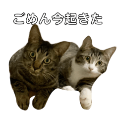 使いやすい可愛い猫スタンプ Lineスタンプ Ghm 使いやすい可愛い猫スタンプ Lineスタンプ Ghm