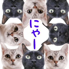 [LINEスタンプ] 飛び出すハイテンションにゃんこリメイク2