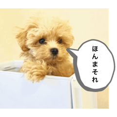 関西弁犬 マルプーの赤ちゃん版 Lineスタンプ Komugi 関西弁犬 マルプーの赤ちゃん版 Lineスタンプ Komugi