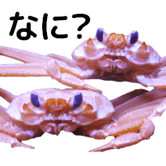 甲殻類 かわいいカニとエビ Lineスタンプ Punio