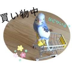 かわいい インコのイラストスタンプ Lineスタンプ インコインコ かわいい インコのイラストスタンプ Lineスタンプ インコインコ