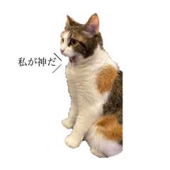 私が神だスタンプ Lineスタンプ 三毛猫たぬきち